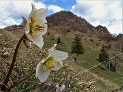 52 Ellebori (Helleborus niger) per il Monte Zucco